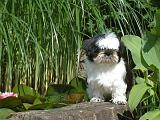 SHIH TZU 361